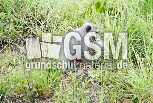 Grüne Meerkatzen (15 von 67).jpg